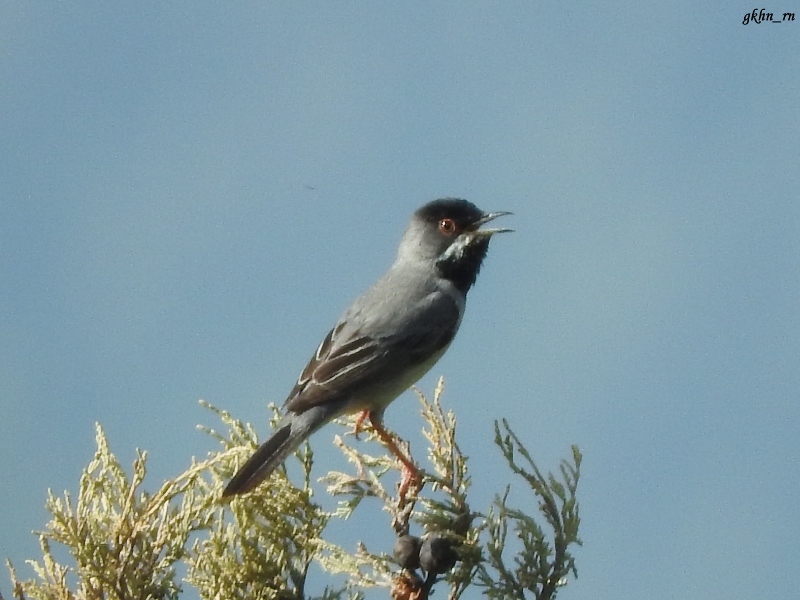 Rüppell`s Warbler