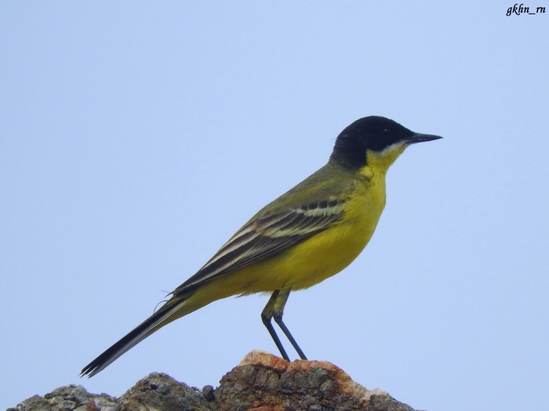 Western Yellow Wagtail