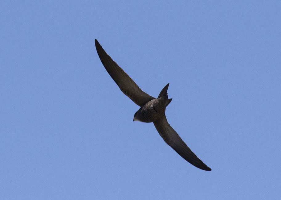 Pallid Swift