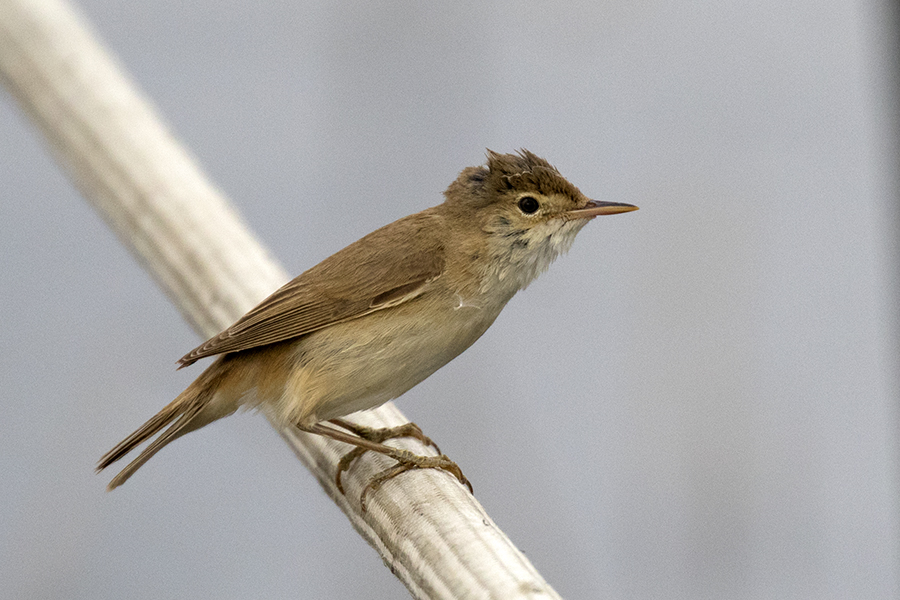 Common Reed Warbler