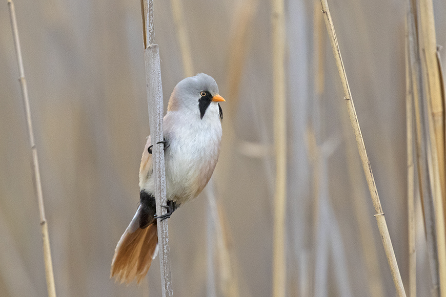 Bearded Reedling