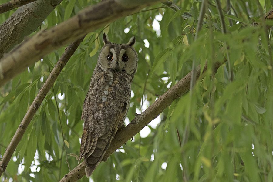 Long-eared Owl