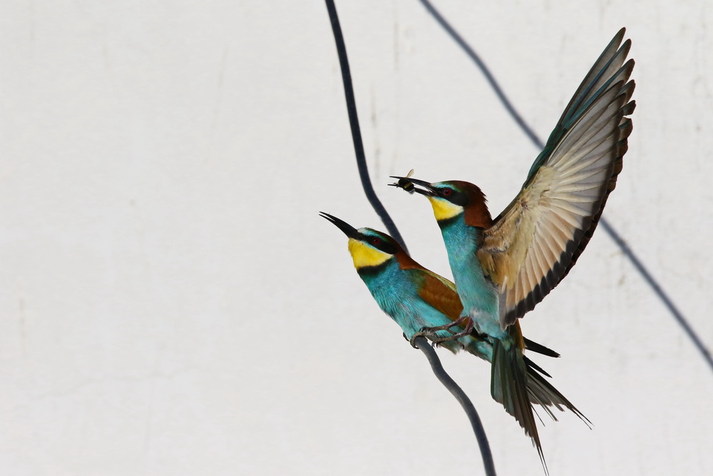 European Bee-eater