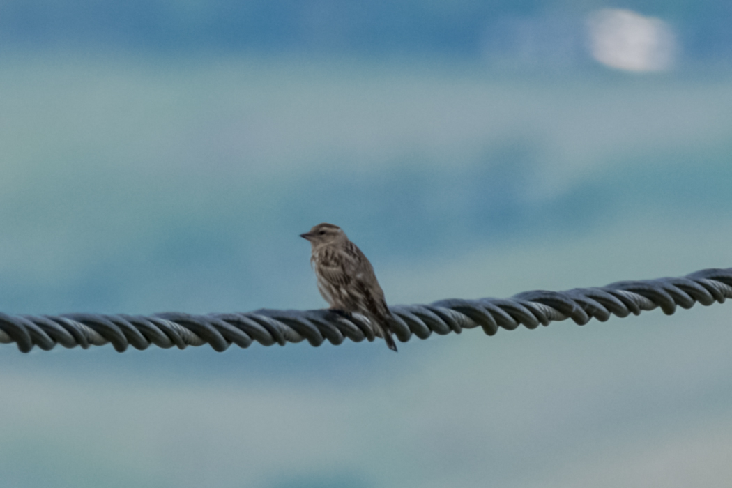Rock Sparrow