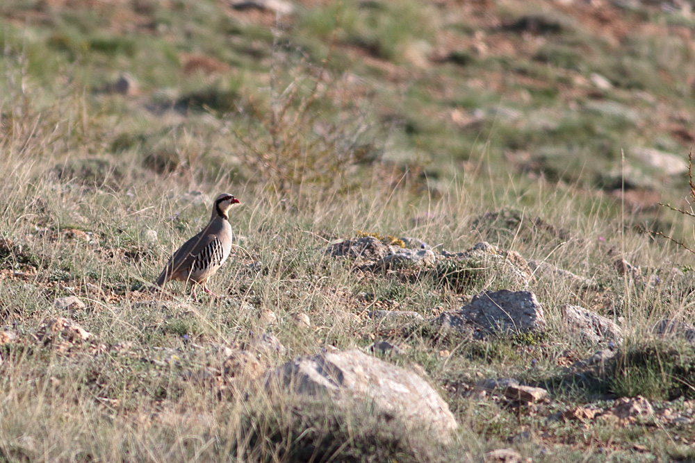Chukar Partridge