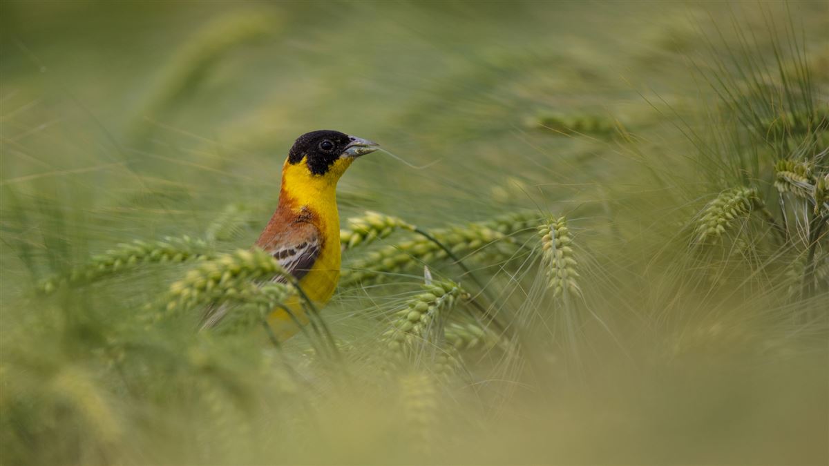 Black-headed Bunting