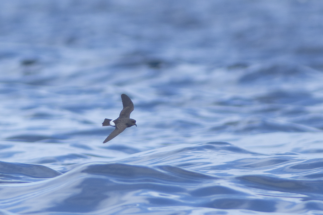 European Storm Petrel