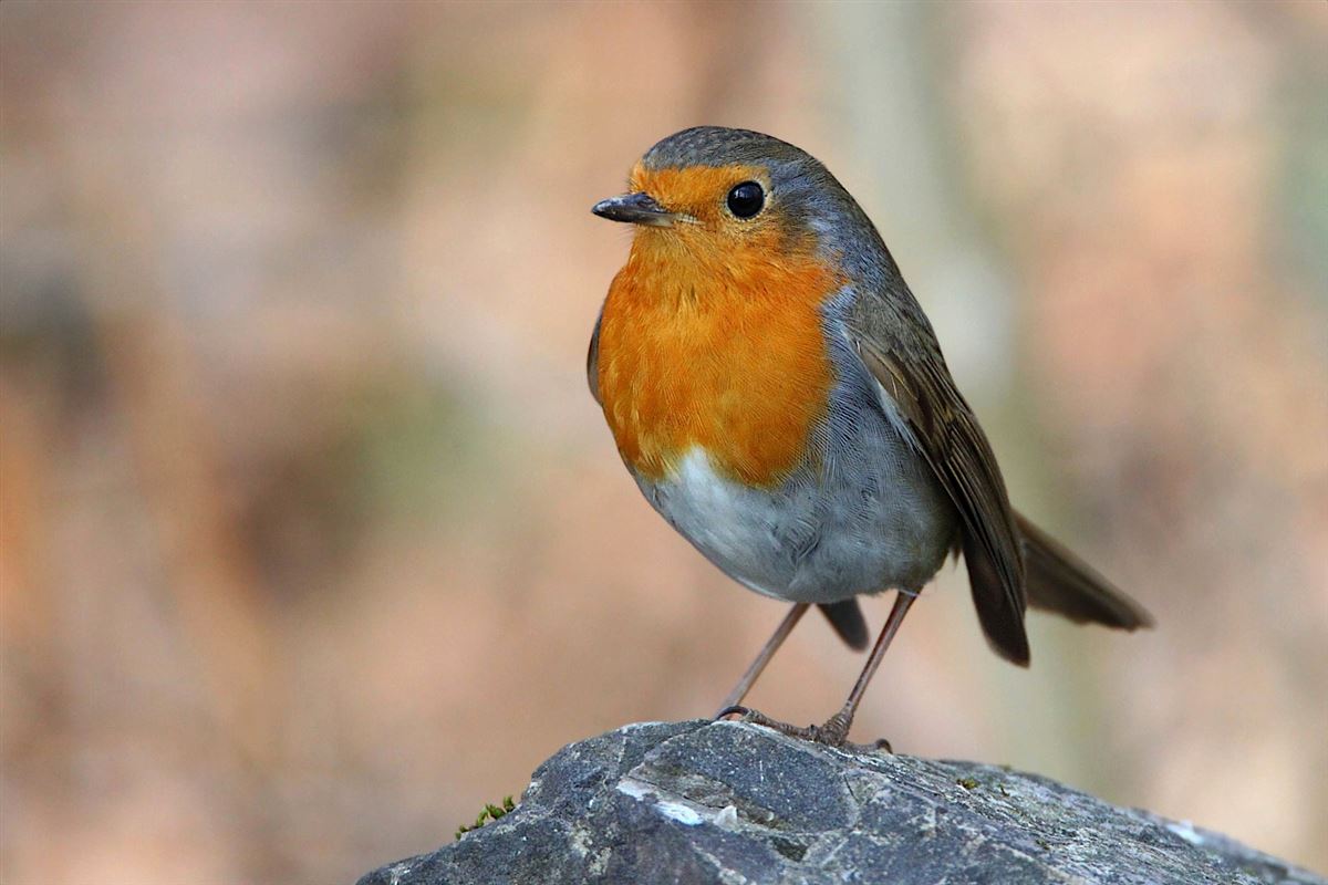 European Robin