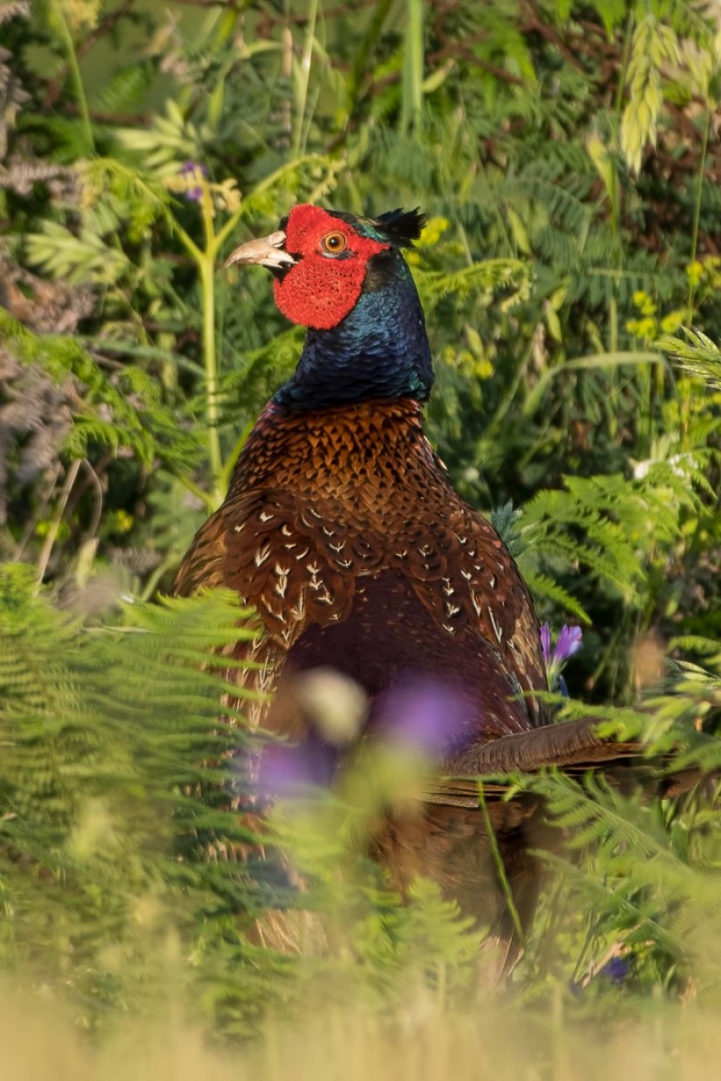 Common Pheasant