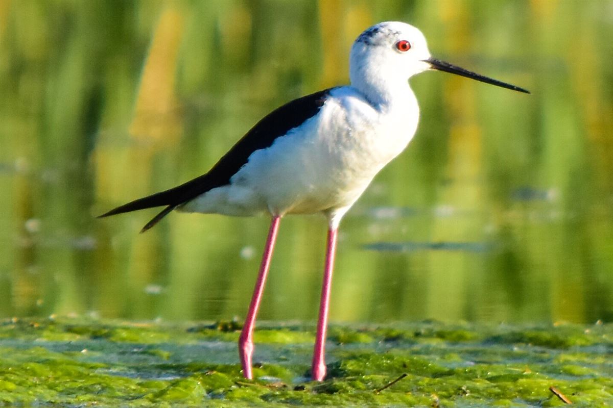 Black-winged Stilt