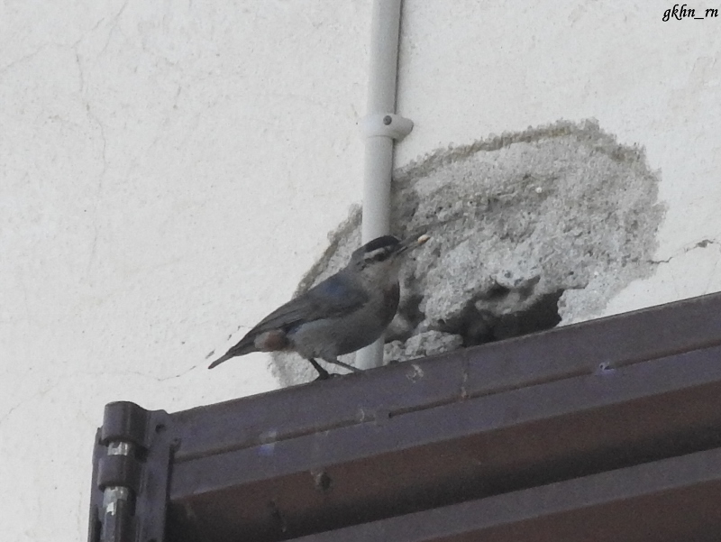 Krüper`s Nuthatch
