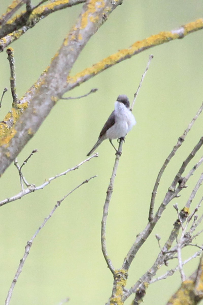 Lesser Whitethroat
