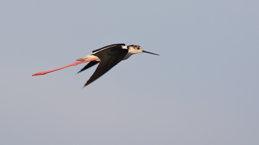 Black-winged Stilt