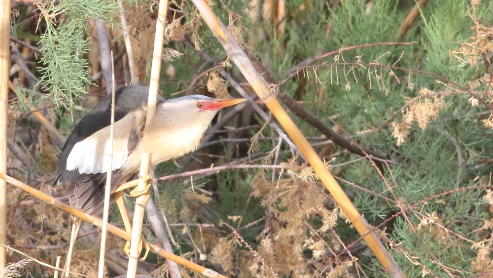 Little Bittern
