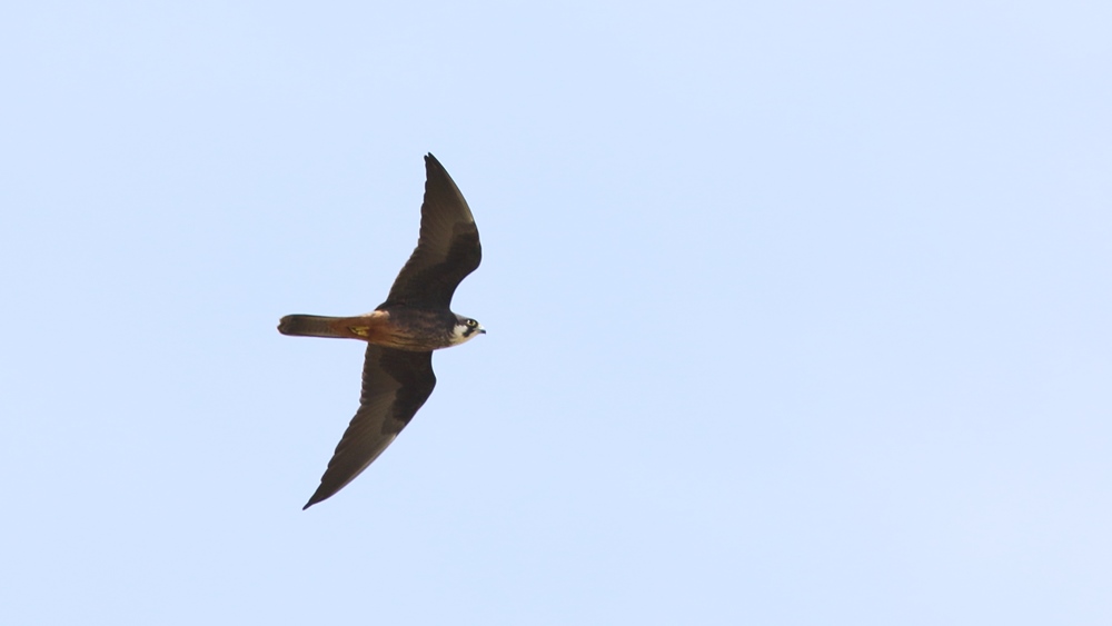 Eleonora`s Falcon