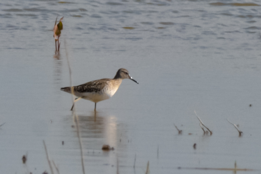 Wood Sandpiper