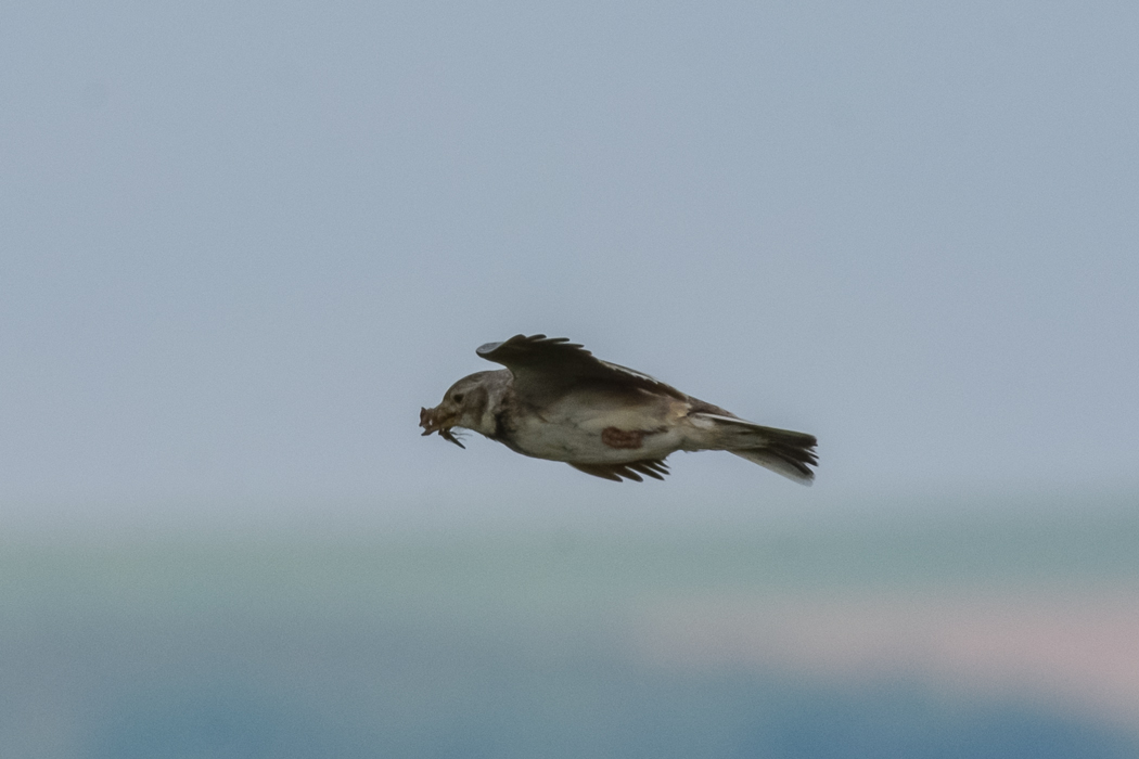 Calandra Lark