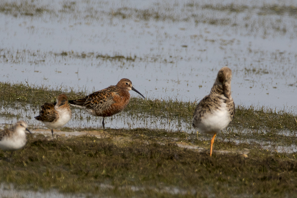 Curlew Sandpiper