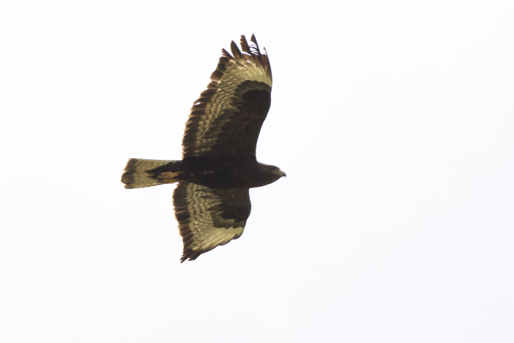 Long-legged Buzzard