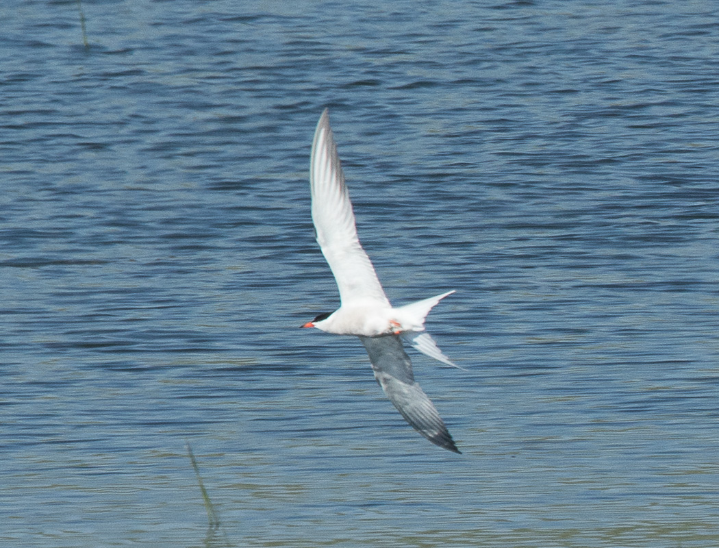 Common Tern
