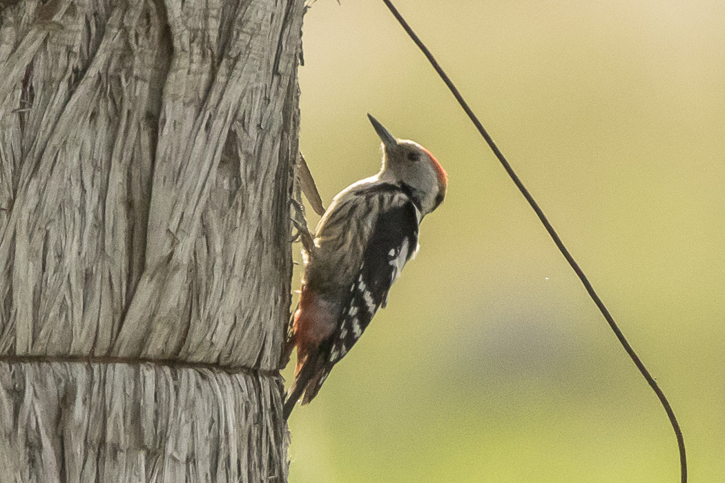 Middle Spotted Woodpecker