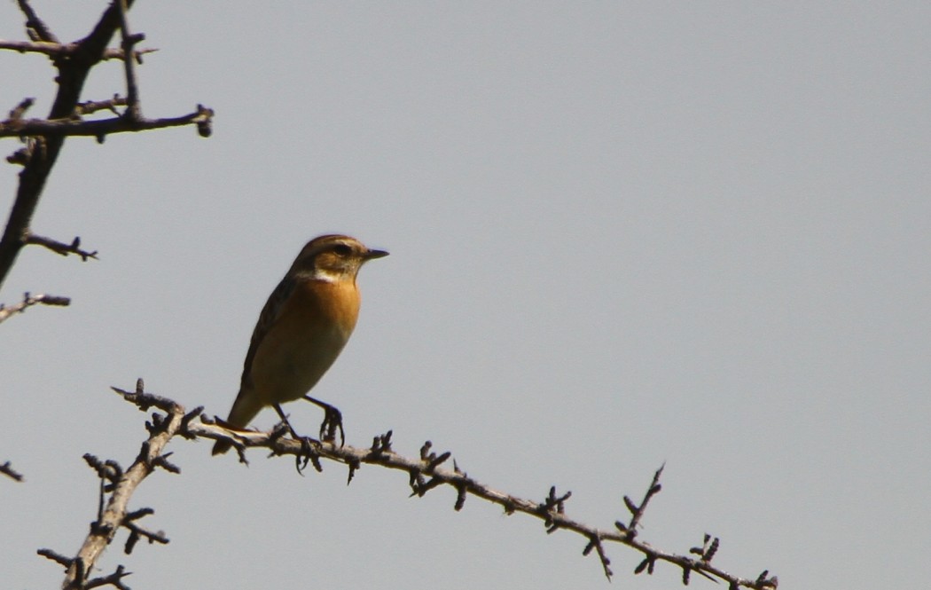 Whinchat