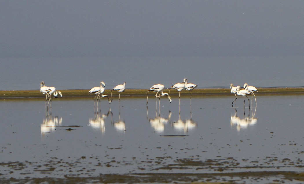 Greater Flamingo