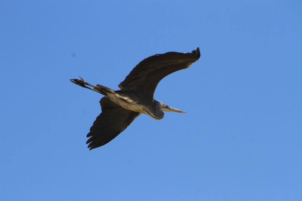 Grey Heron