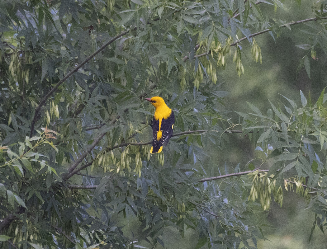 Eurasian Golden Oriole
