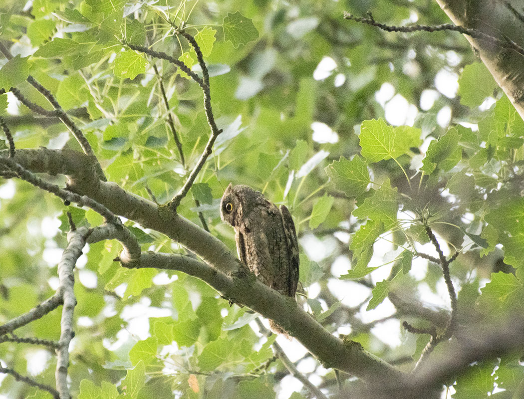 Eurasian Scops Owl
