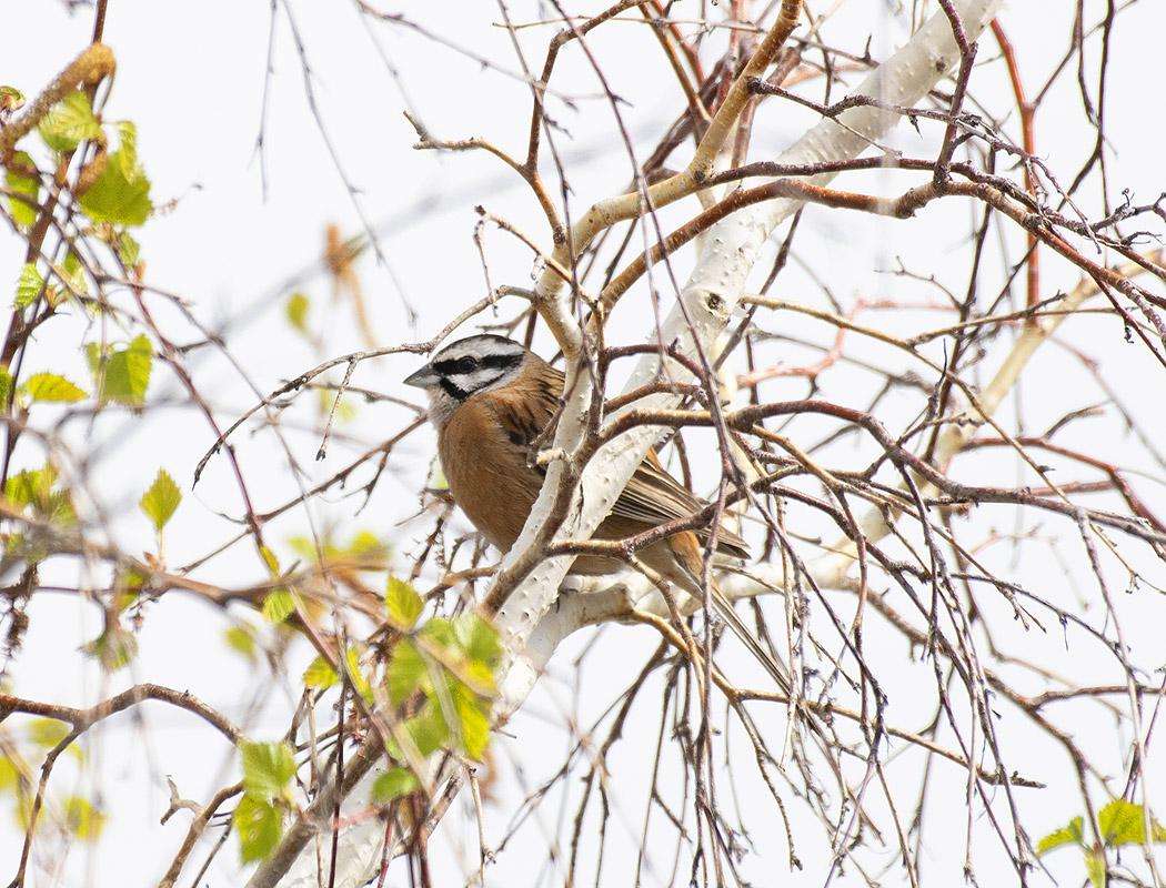 Rock Bunting