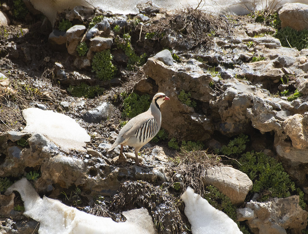 Chukar Partridge