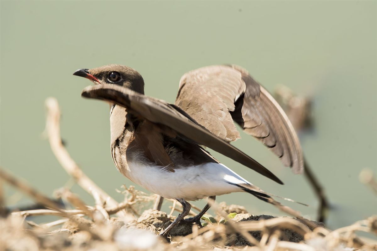Collared Pratincole