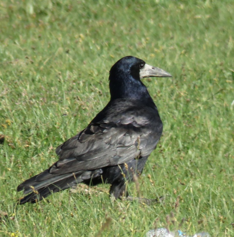 Rook