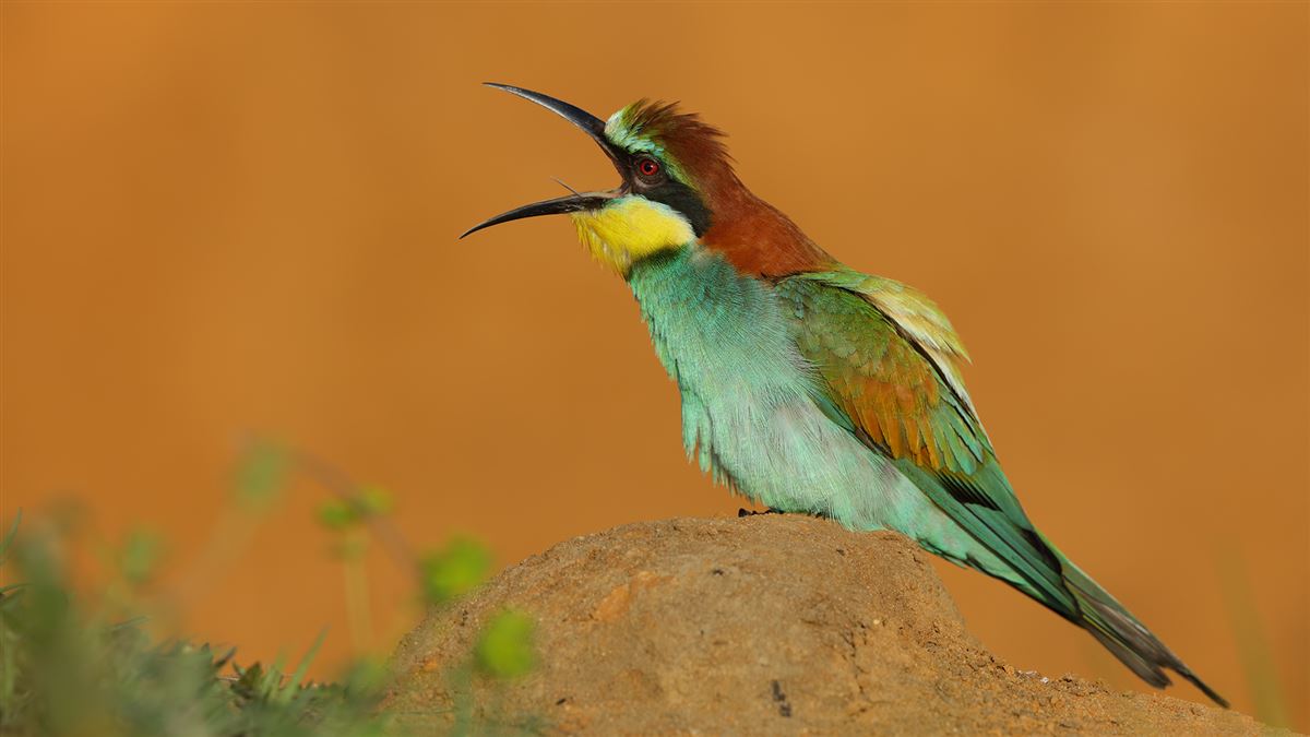 European Bee-eater