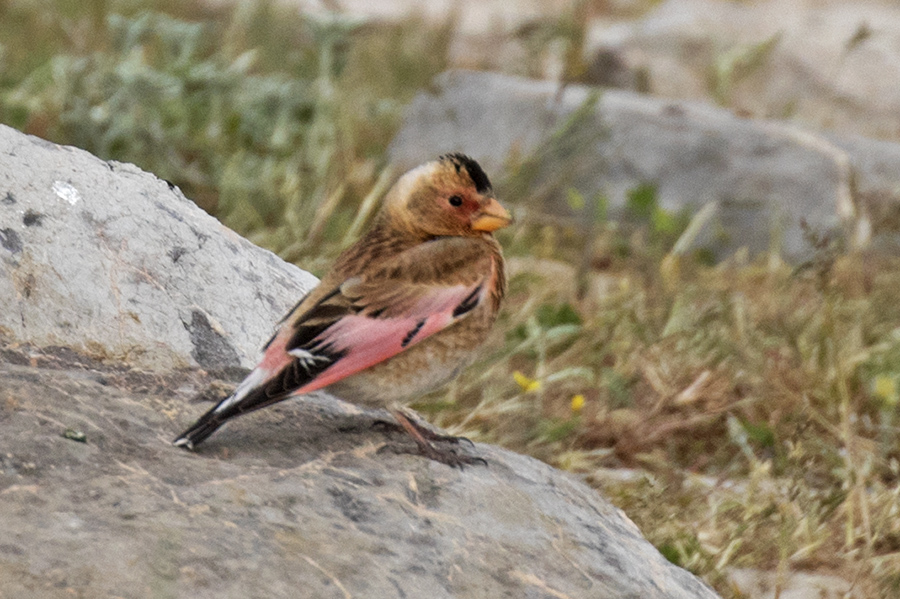 Crimson-winged Finch