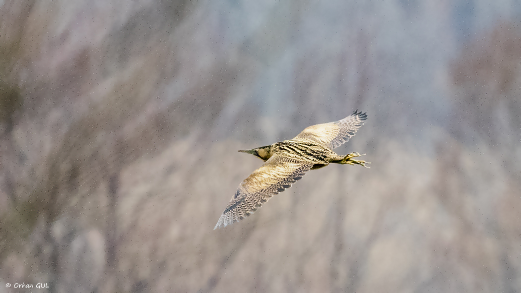 Eurasian Bittern