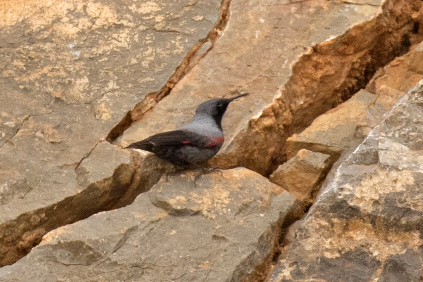 Wallcreeper