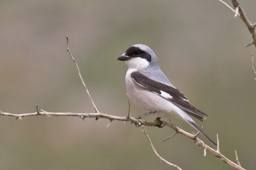 Lesser Grey Shrike