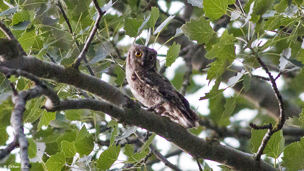 Eurasian Scops Owl