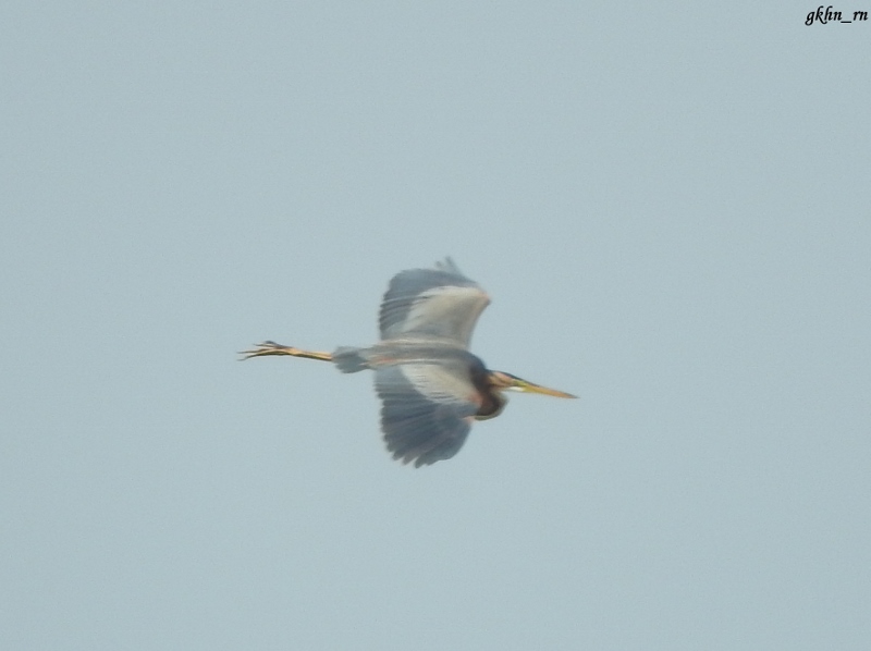 Purple Heron