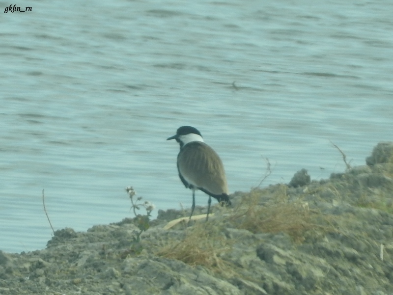 Spur-winged Lapwing