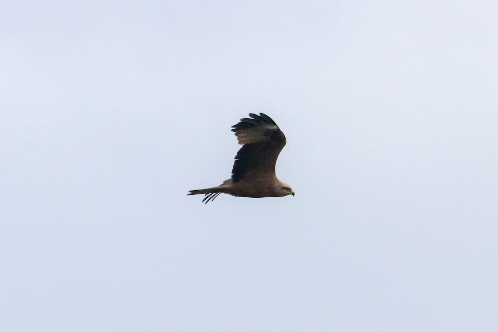 Black Kite