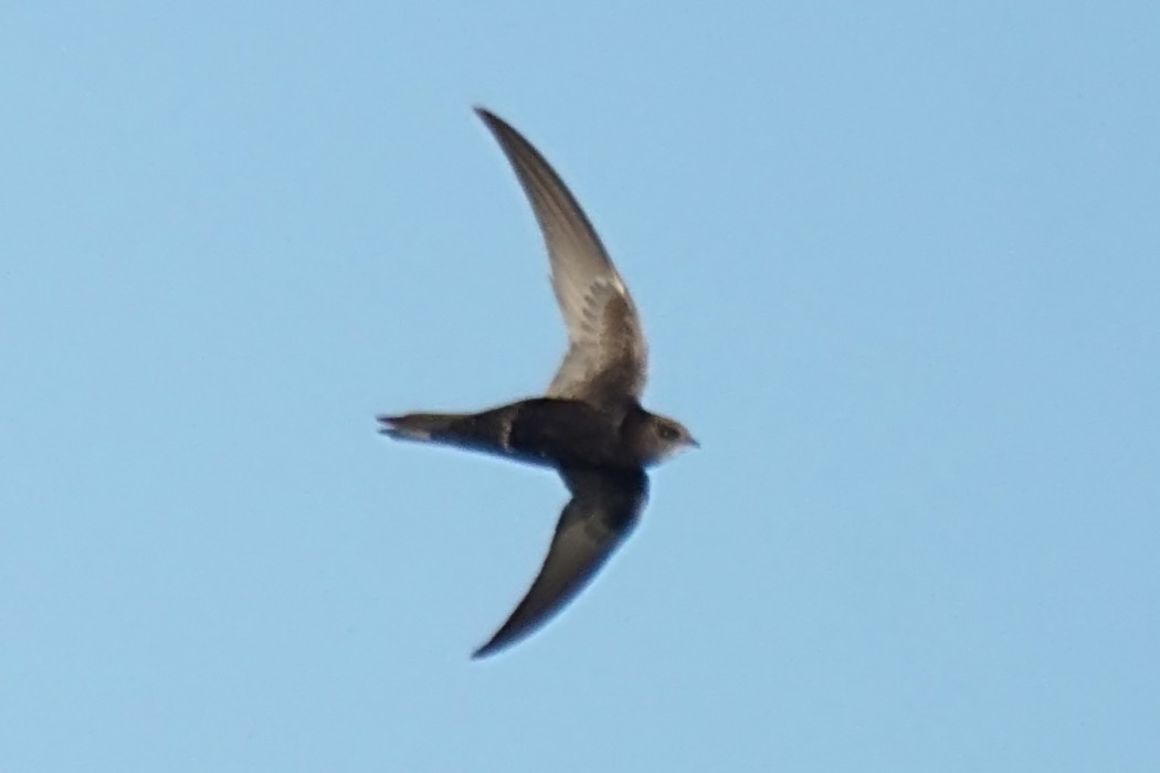 Common Swift