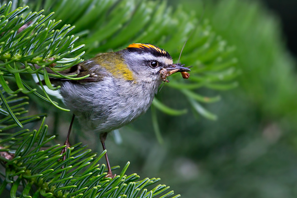 Common Firecrest