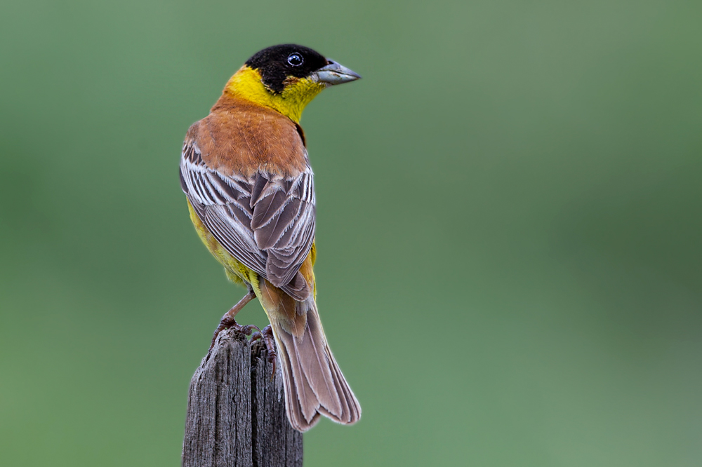 Black-headed Bunting