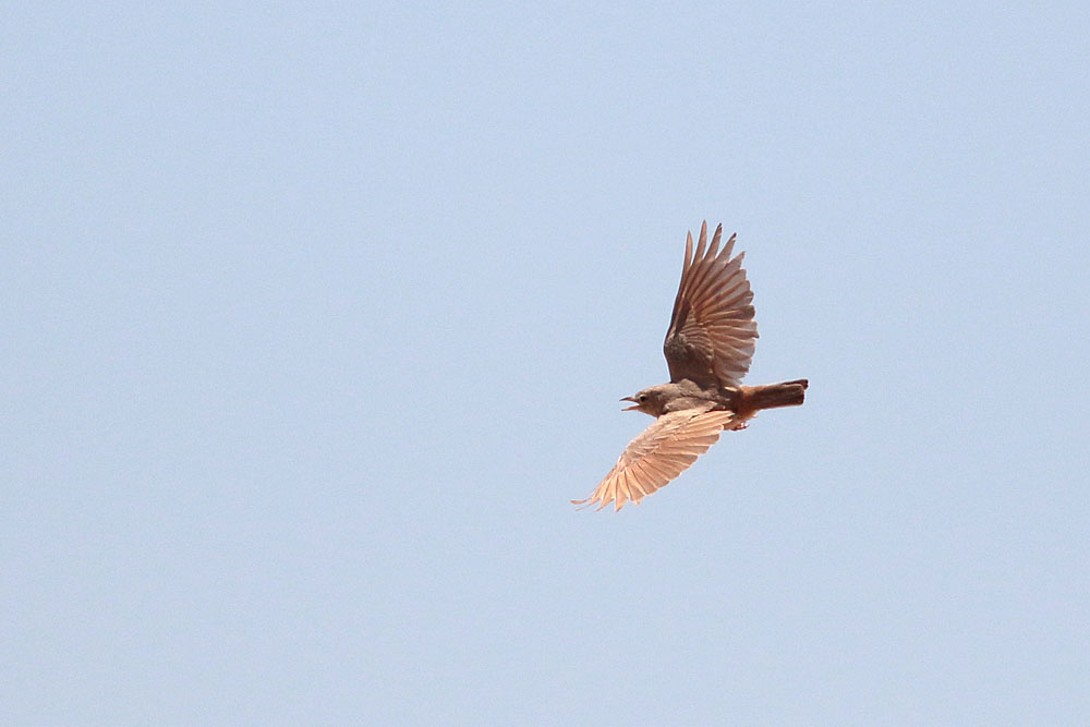 Desert Lark