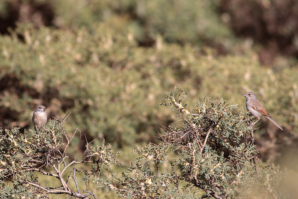 Spectacled Warbler