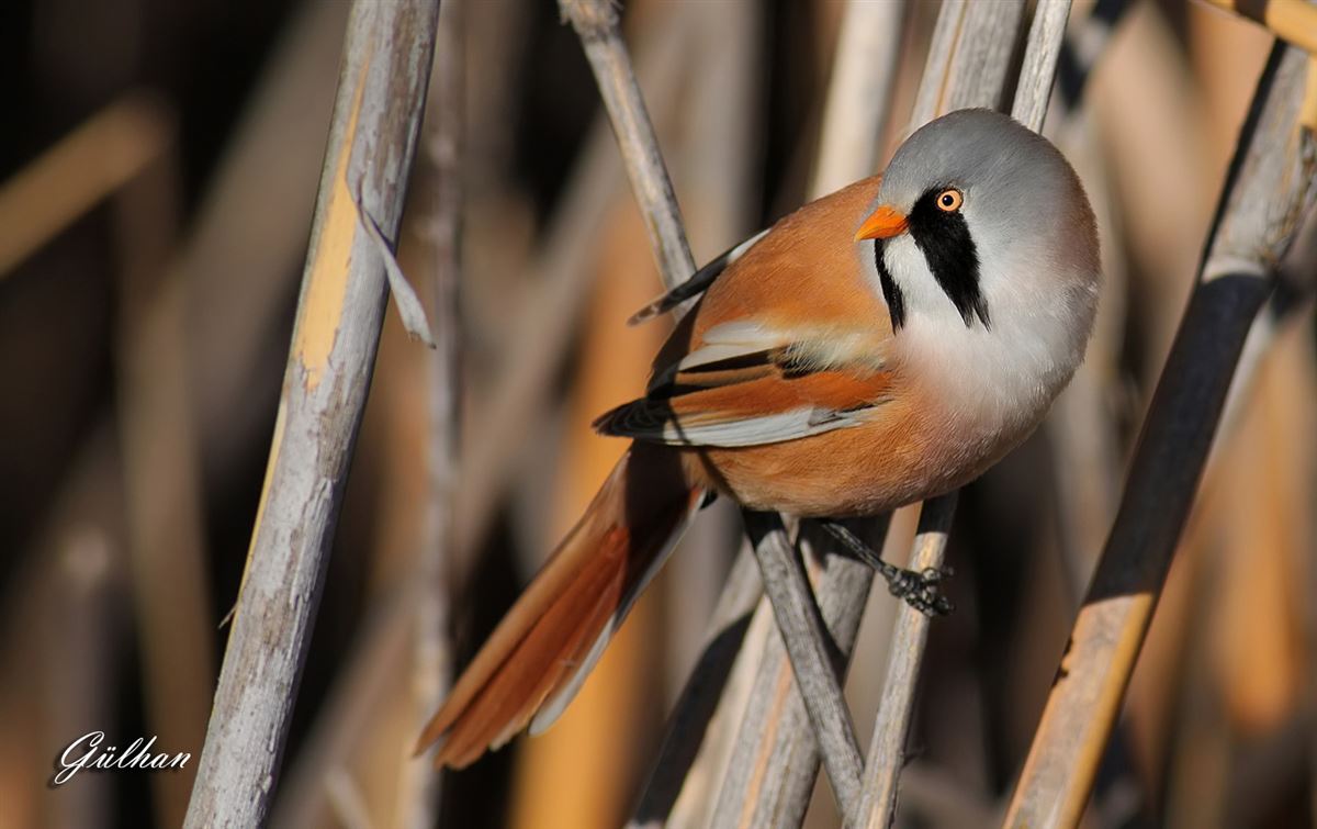 Bearded Reedling