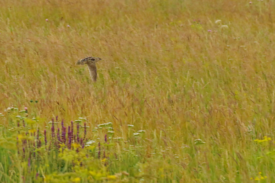 Common Quail